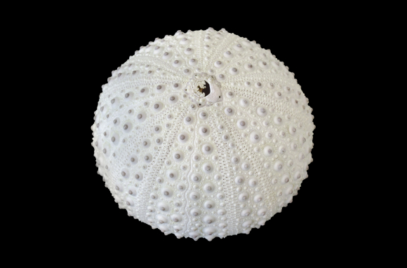 Test d'un oursin montrant la plaque madréporique (pl)